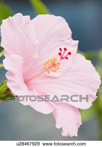 Stock Photo - Close-up of pink hibiscus. Fotosearch