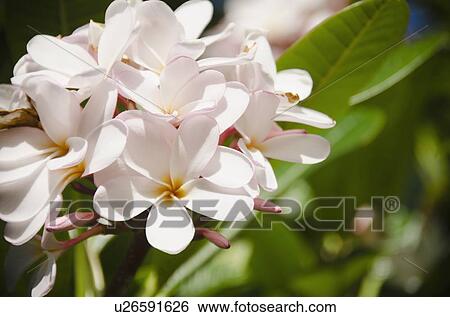 Stock Photograph - Close-up of plumeria. Fotosearch