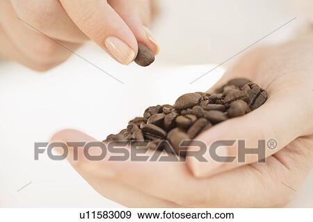 Coffee beans on woman's hand View Large Photo Image Stock Photo - Coffee beans on woman's hand. Fotosearch