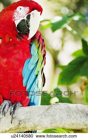 Stock Image - Colorful parrot. Fotosearch