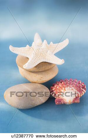 Stock Image - Composition of dry starfish, sea shell and pebble on blue background. Fotosearch