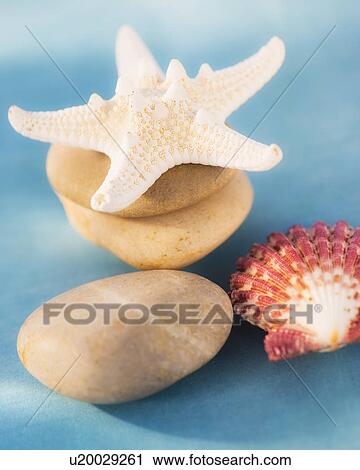 Composition of dry starfish, sea shell and pebble on blue background View Large Photo Image Stock Image - Composition of dry starfish, sea shell and pebble on blue background. Fotosearch