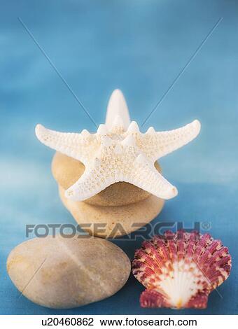 Composition of dry starfish, sea shell and pebble on blue background View Large Photo Image Stock Image - Composition of dry starfish, sea shell and pebble on blue background. Fotosearch
