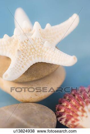 Composition of dry starfish, sea shell and pebble on blue background View Large Photo Image Stock Photo - Composition of dry starfish, sea shell and pebble on blue background. Fotosearch
