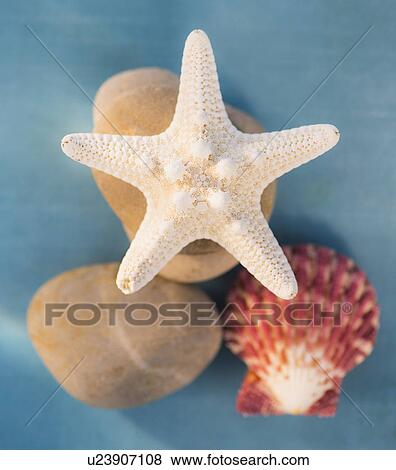 Stock Photo - Composition of dry starfish, sea shell and pebble on blue background. Fotosearch
