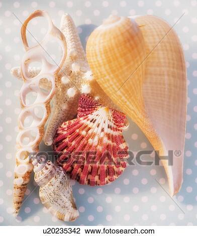Stock Image - Composition of sea shells. Fotosearch
