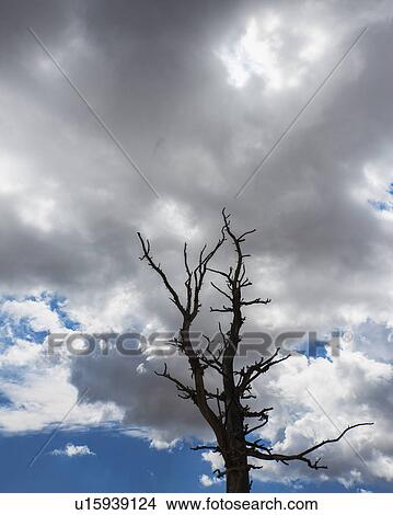 Picture - Dead tree against clouds. Fotosearch