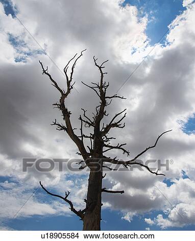 Dead tree against clouds View Large Photo Image Picture - Dead tree against clouds. Fotosearch