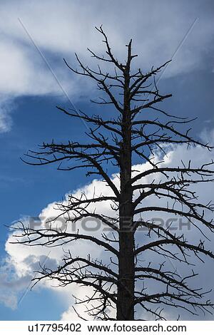 Dead tree against cloudy sky View Large Photo Image Stock Image - Dead tree against cloudy sky. Fotosearch