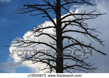 Dead tree against cloudy sky View Large Photo Image Stock Image - Dead tree against cloudy sky. Fotosearch