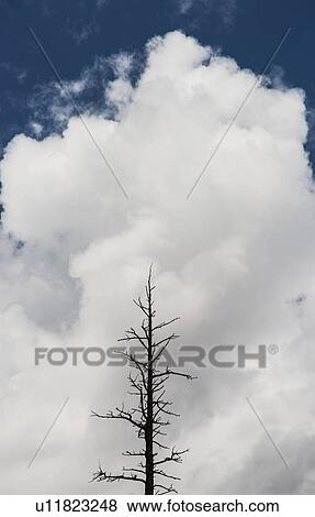 Dead tree against cloudy sky View Large Photo Image Stock Photo - Dead tree against cloudy sky. Fotosearch