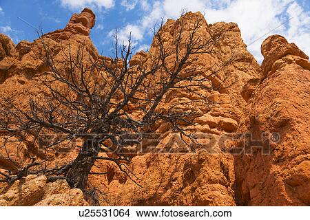 Dead tree on rock View Large Photo Image Picture - Dead tree on rock. Fotosearch