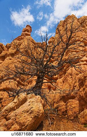 Dead tree on rock View Large Photo Image Stock Image - Dead tree on rock. Fotosearch