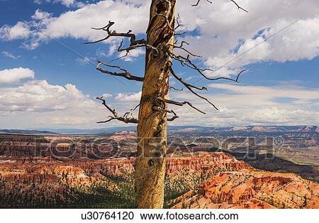 Dead tree View Large Photo Image Stock Image - Dead tree. Fotosearch