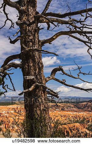 Dead tree View Large Photo Image Stock Photo - Dead tree. Fotosearch