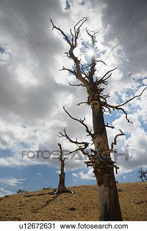 Dead trees View Large Photo Image Stock Image - Dead trees. Fotosearch