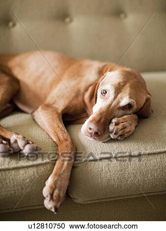 Stock Image - Dog on couch. Fotosearch