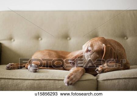 Stock Image - Dog on couch. Fotosearch