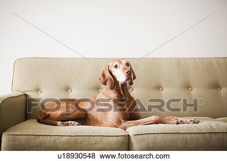 Stock Photo - Dog on couch. Fotosearch