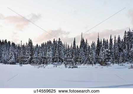 Evergreen trees in snowy, winter scene View Large Photo Image Stock Photography - Evergreen trees in snowy, winter scene. Fotosearch