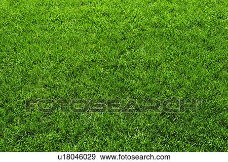 Stock Photo - Green grass. Fotosearch