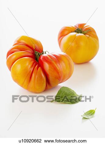 Heirloom tomatoes, studio shot View Large Photo Image Stock Image - Heirloom tomatoes, studio shot. Fotosearch