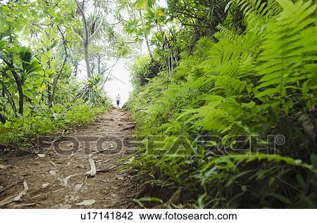 Kalalau Trail, Path in forest View Large Photo Image Stock Image - Kalalau Trail, Path in forest. Fotosearch
