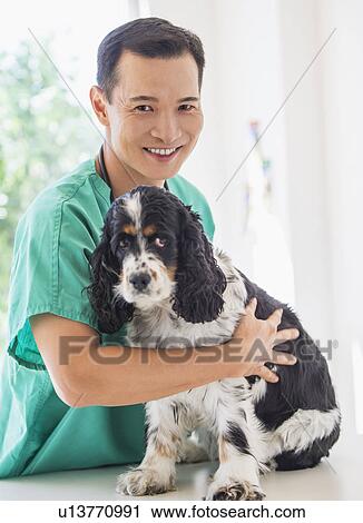 Mid adult vet attending to dog View Large Photo Image Stock Image - Mid adult vet attending to dog. Fotosearch