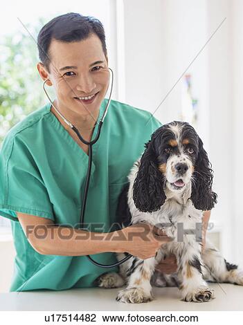 Mid adult vet attending to dog View Large Photo Image Stock Image - Mid adult vet attending to dog. Fotosearch