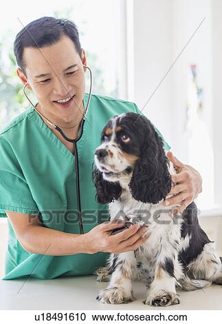 Mid adult vet attending to dog View Large Photo Image Stock Image - Mid adult vet attending to dog. Fotosearch