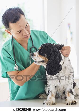 Stock Photo - Mid adult vet attending to dog. Fotosearch