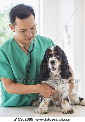 Mid adult vet attending to dog View Large Photo Image Stock Photo - Mid adult vet attending to dog. Fotosearch