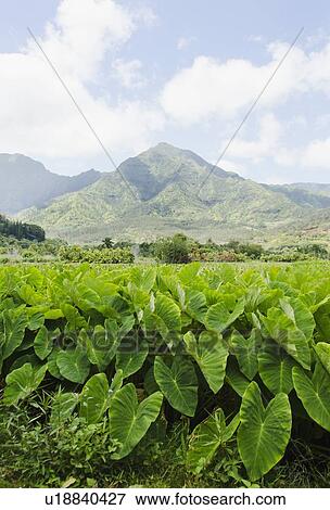 Mountain landscape View Large Photo Image Stock Photo - Mountain landscape. Fotosearch
