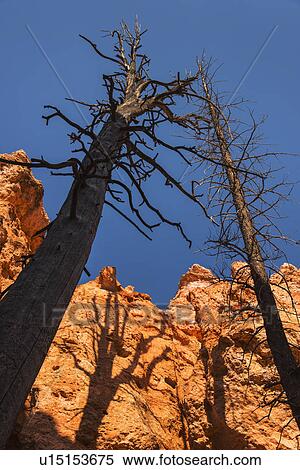 Navajo Loop Trail, Tall dead trees and rocks against clear sky View Large Photo Image Stock Photography - Navajo Loop Trail, Tall dead trees and rocks against clear sky. Fotosearch