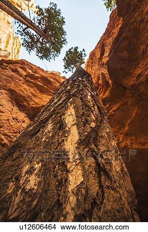 Picture - Navajo Loop Trail, Tall Douglas Fir trees . Fotosearch