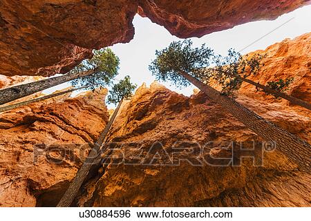 Navajo Loop Trail, Tall Douglas Fir trees View Large Photo Image Stock Photograph - Navajo Loop Trail, Tall Douglas Fir trees . Fotosearch