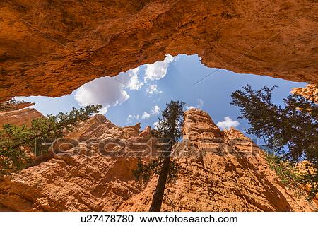 Navajo Loop Trail, Tall Pine trees View Large Photo Image Stock Image - Navajo Loop Trail, Tall Pine trees. Fotosearch