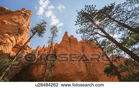Stock Image - Navajo Loop Trail, Tall Pine trees. Fotosearch