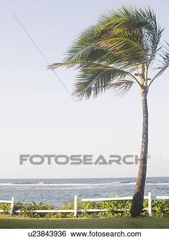 Palm tree on beach View Large Photo Image Stock Photograph - Palm tree on beach . Fotosearch