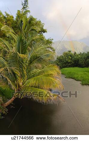 Palm tree over river View Large Photo Image Stock Photograph - Palm tree over river. Fotosearch