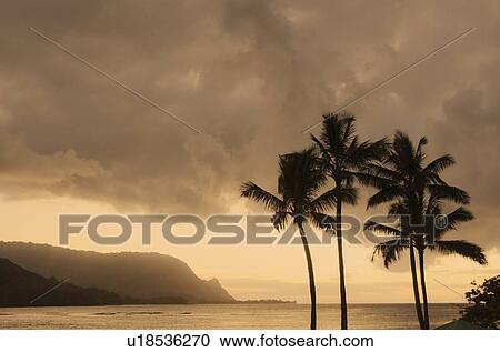 Stock Image - Palm trees at dusk. Fotosearch