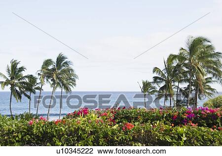 Stock Image - Palm trees on coast. Fotosearch