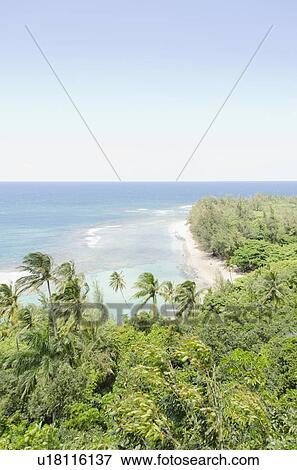 Stock Photo - Palm trees on coast. Fotosearch