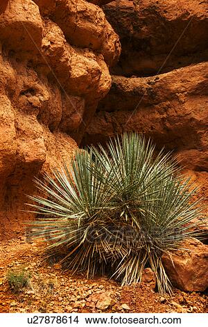 Plant and rocks View Large Photo Image Picture - Plant and rocks. Fotosearch