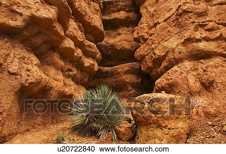 Stock Image - Plant on rocks. Fotosearch