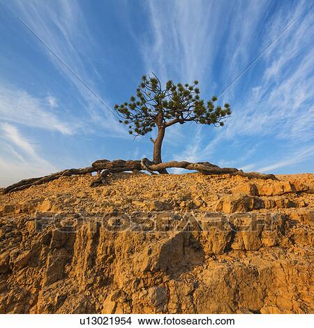 Picture - Ponderosa Pine at the edge of cliff. Fotosearch