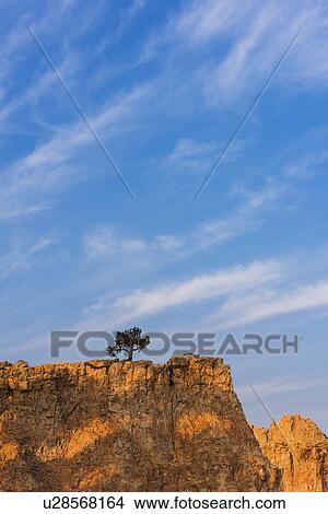 Picture - Ponderosa Pine at the edge of cliff. Fotosearch