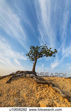 Stock Image - Ponderosa Pine at the edge of cliff. Fotosearch