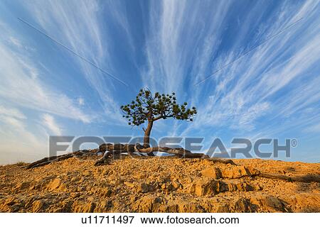 Stock Photo - Ponderosa Pine at the edge of cliff. Fotosearch