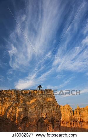 Ponderosa Pine at the edge of cliff View Large Photo Image Stock Photo - Ponderosa Pine at the edge of cliff. Fotosearch